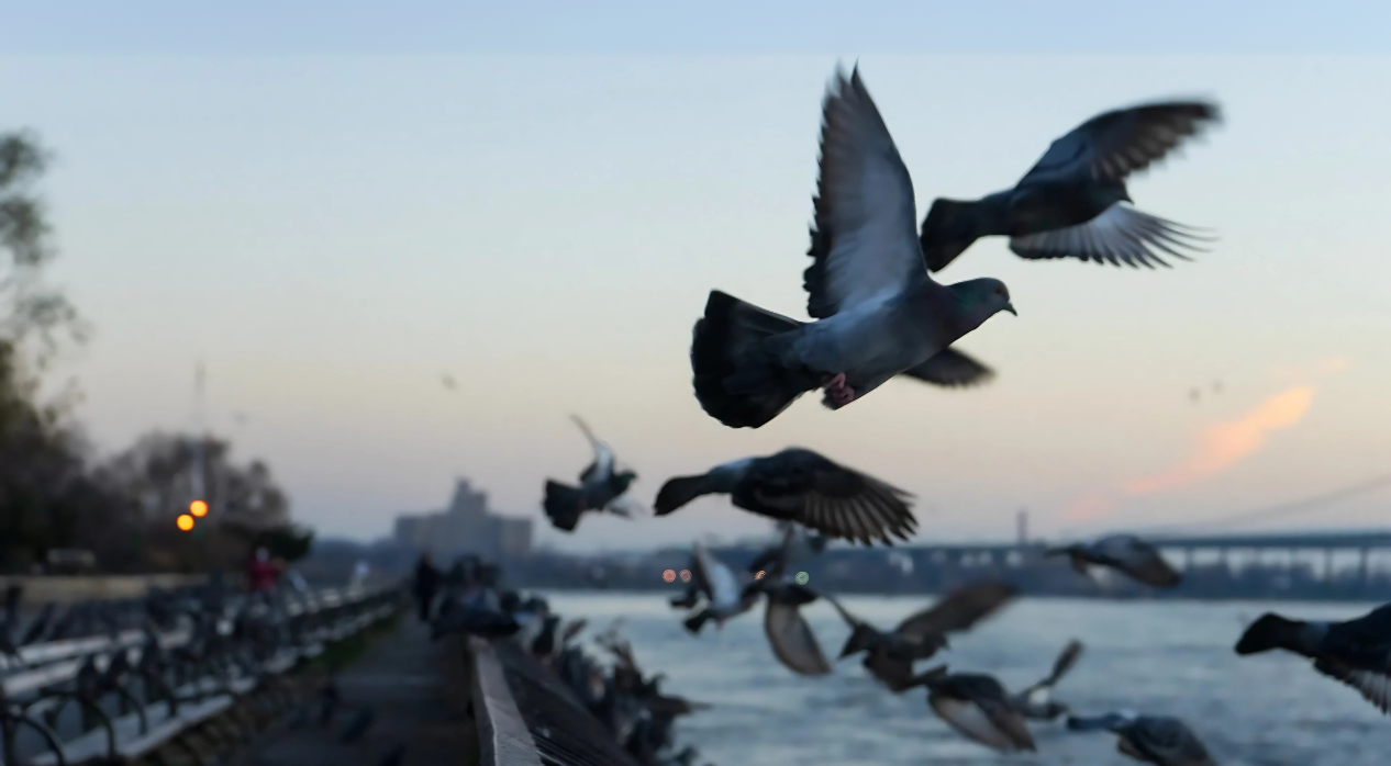 A group of pigeons flying over a river at twilight with a cityscape and bridge in the background.