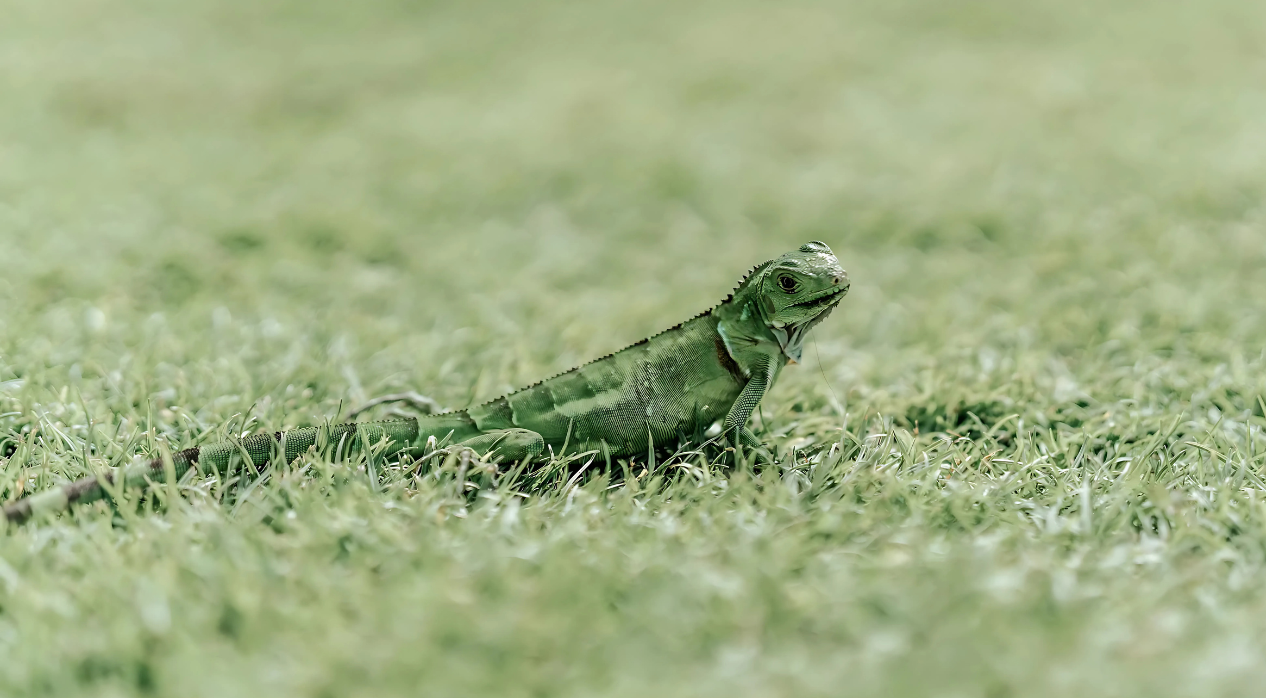 A green iguana on green grass looking at the camera.