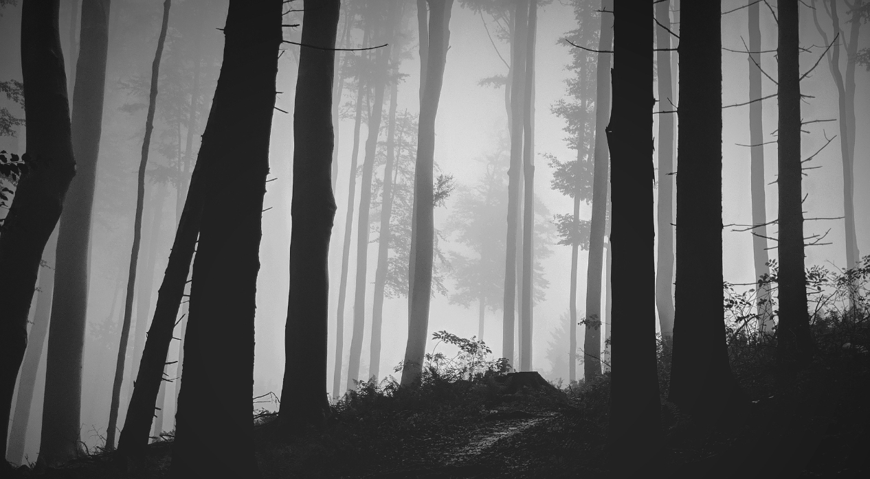 Foggy forest with tall trees and a misty background.