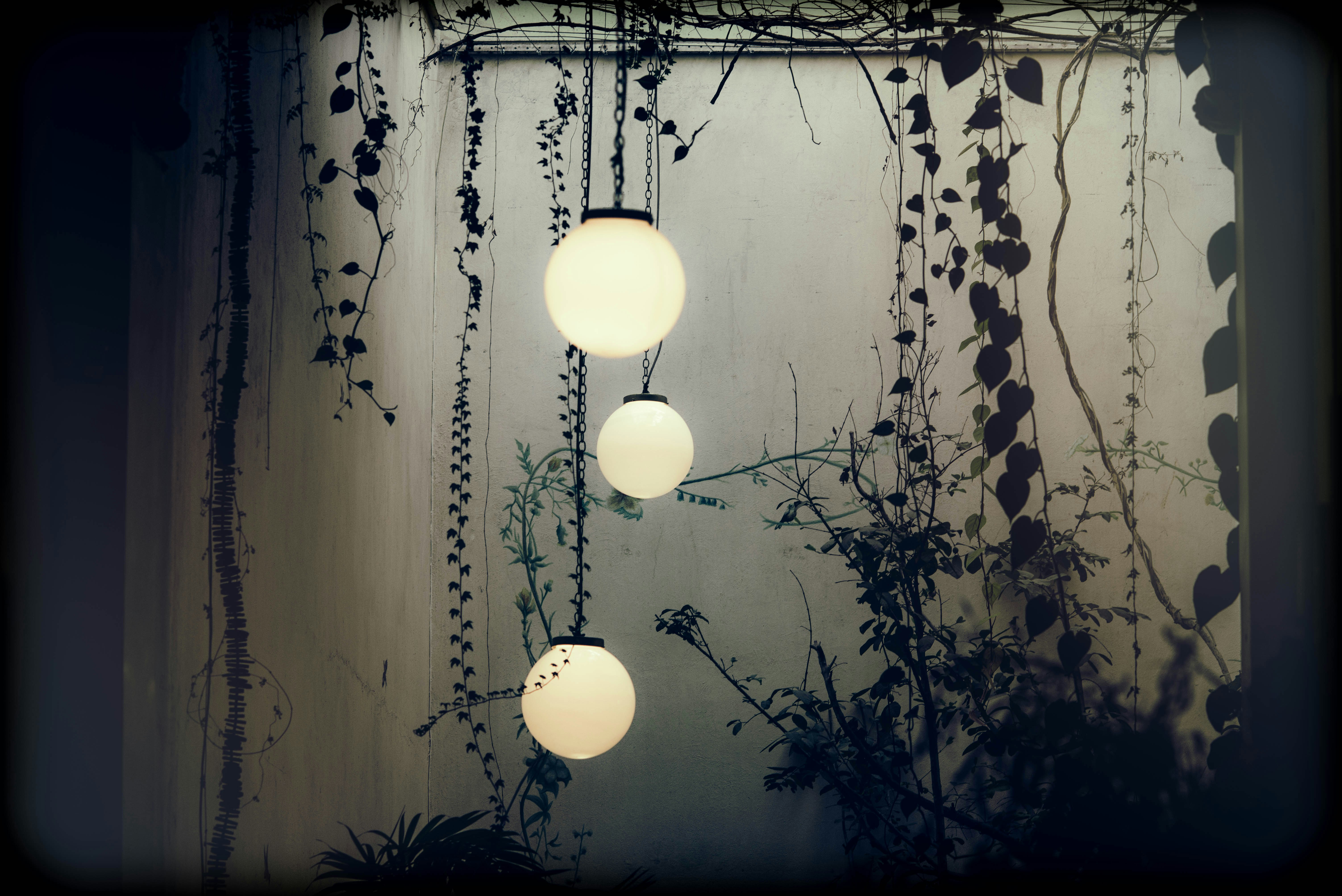hree glowing light bulbs hanging in front of a wall with vines and plants.