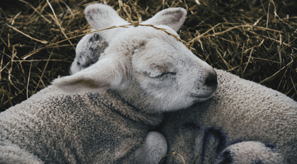Lambing Season