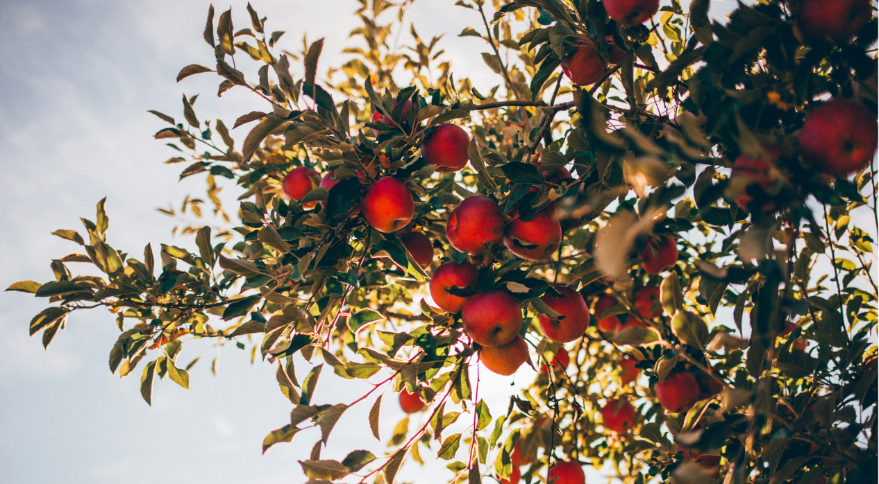 Apple tree branches with ripe red apples against a clear blue sky.