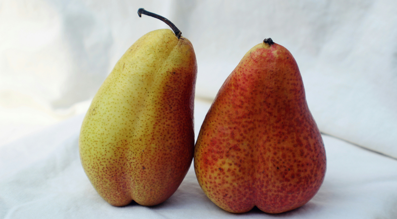 Two pears, one yellow and one red, with speckles on a light cloth background.