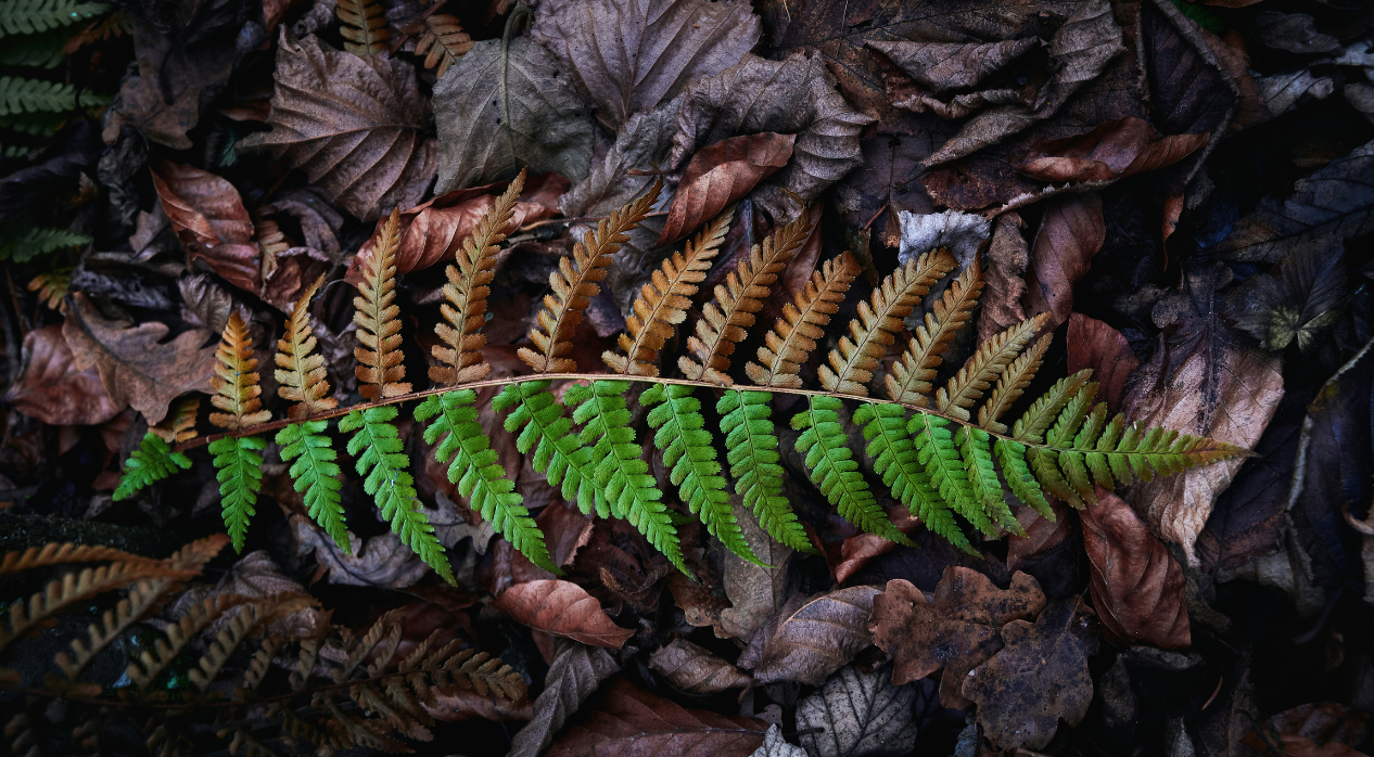 A fern half brown and half green on a bed of dead leaves.