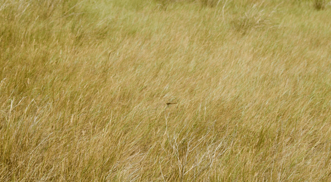 Tall grass field with a dragonfly perched on a stalk.