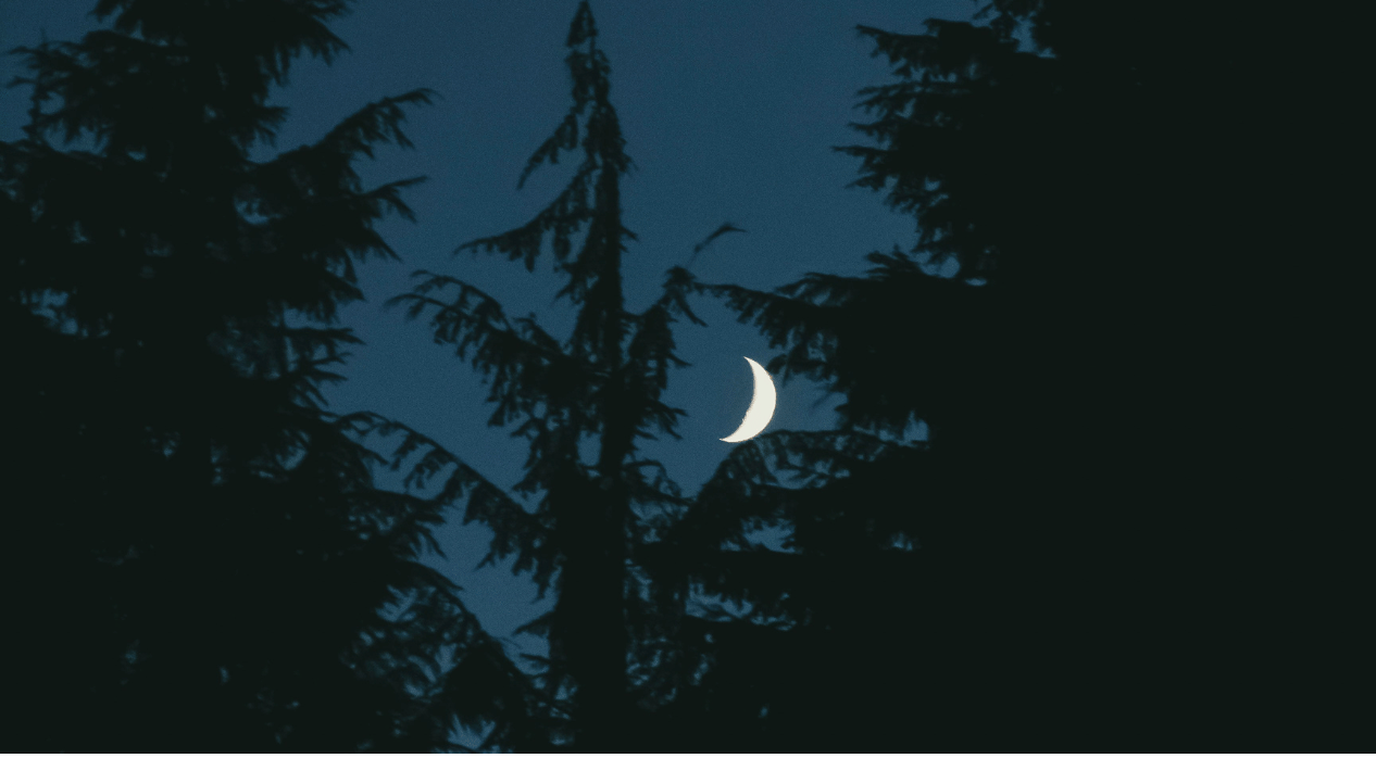 Two trees, shrouded in darkness bracket a crescent moon.