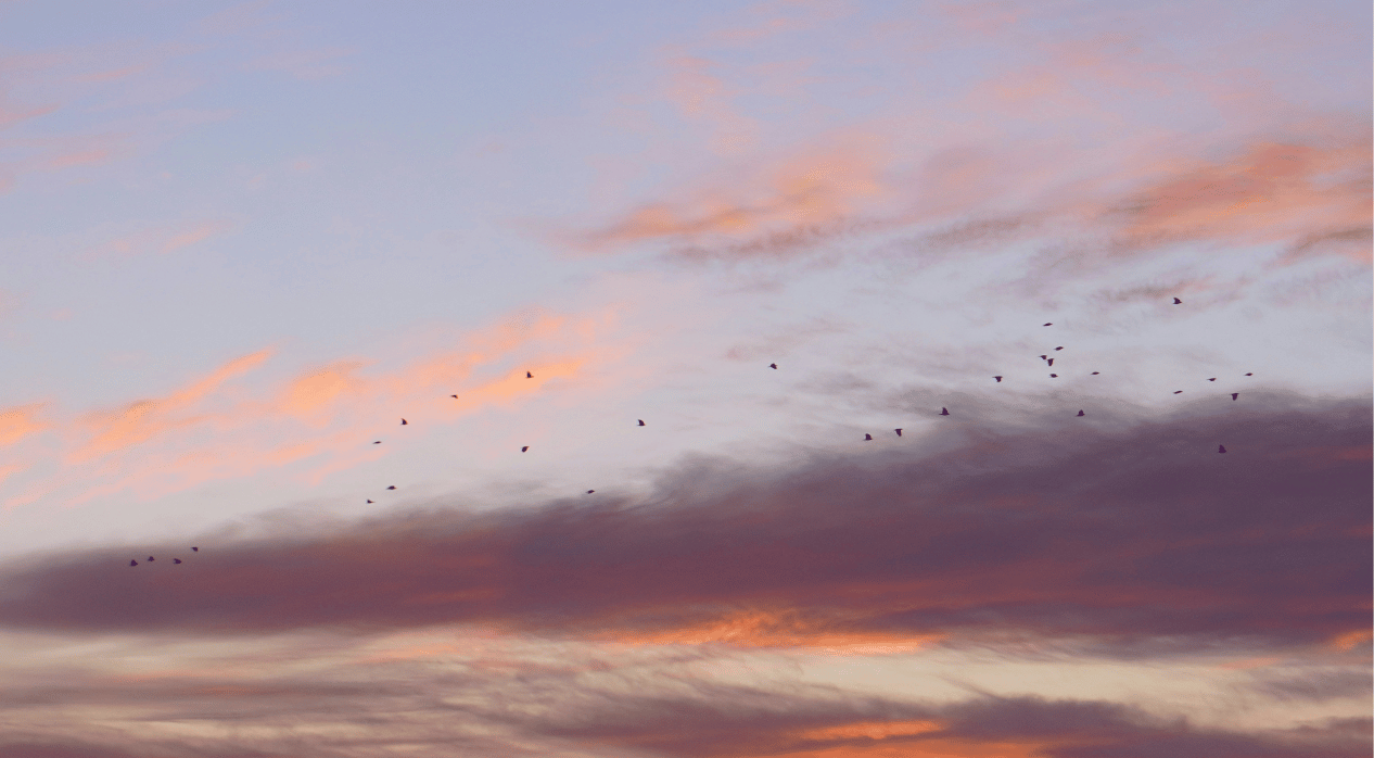 A flock of crows flying over cotton candy pink and purple clouds.