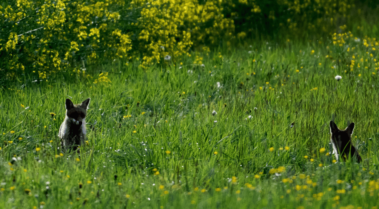 Two foxes sitting in a field of yellow grass in the sunlight.